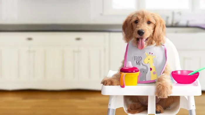 I Avoid Giving My Dog Any Of These Foods - Unhealthy Dog Treats