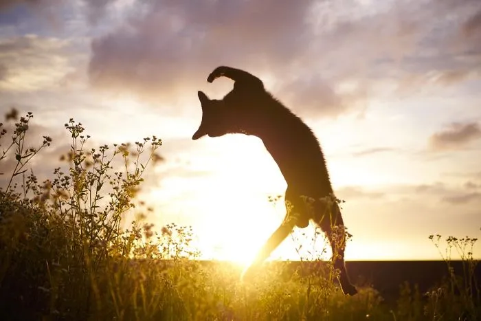 30 Of The Funniest Dancing Cat Pics