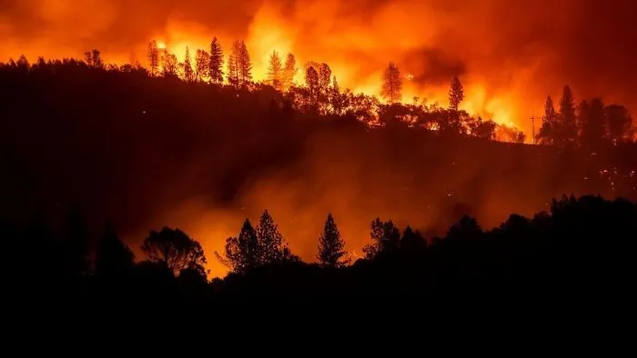 From The California Wild Fires A Phoenix Rises