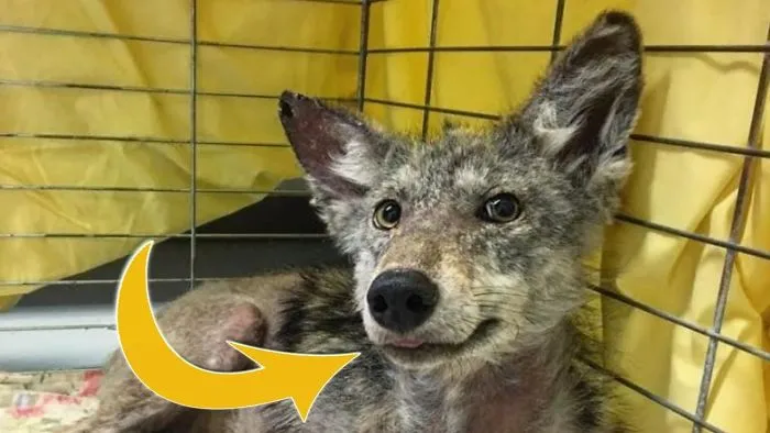 Shivering, Injured Coyote Can’t Stop Smiling When Rescuers Save His Life