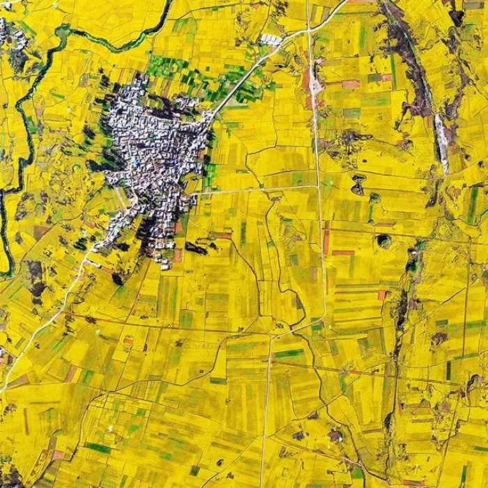 Canola Flower Fields, China