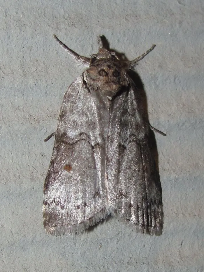 Forgotten Frigid Owlet (Nycteola Metaspilella)