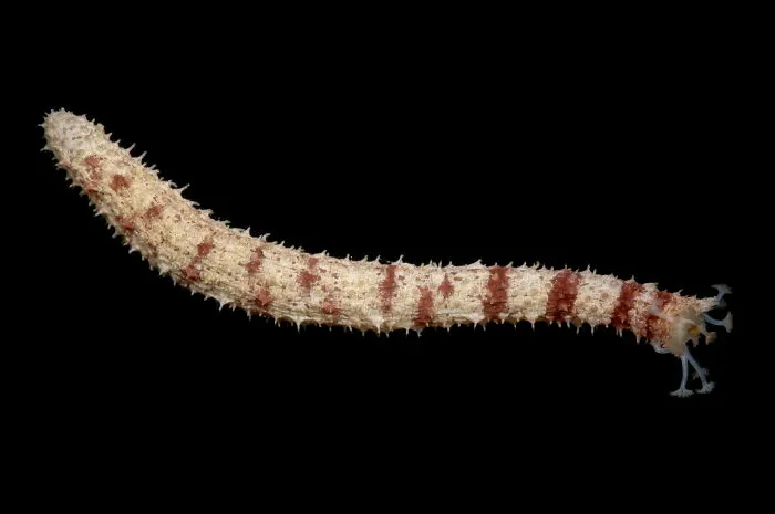 Impatient Sea Cucumber (Holothuria Impatiens)