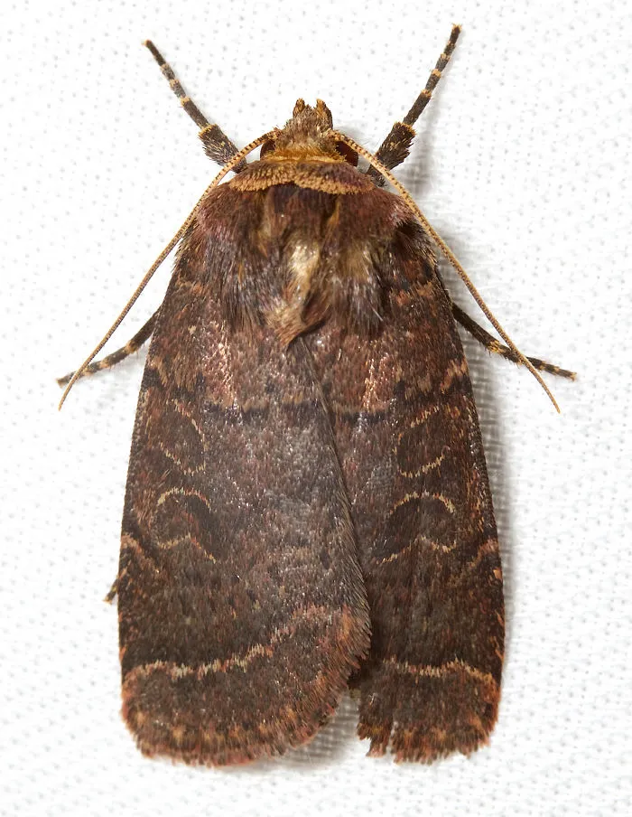 Cynical Quaker (Orthodes Cynica)