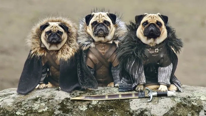 Everyone Has His Dire Wolf: 11 Actors From “Game Of Thrones” And Their Dogs