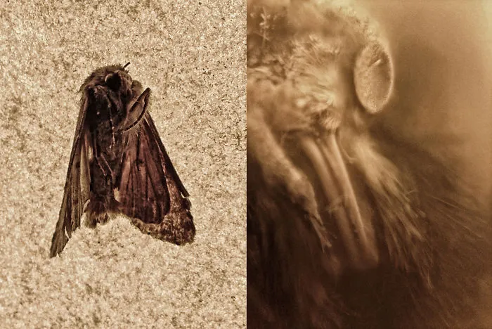 I Hacked My Old Iphone Camera To Shoot Super Macro