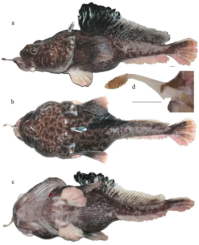 Hopbeard Plunderfish (Pogonophryne Neyelovi)