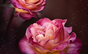 I Do Macro-Photography To Document The Beauty Of Small Things
