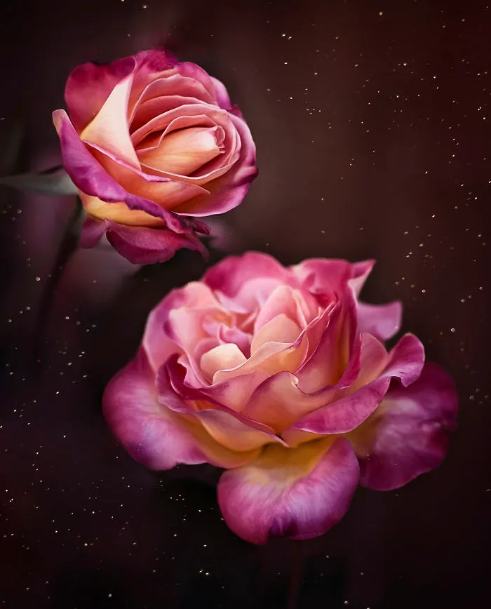 I Do Macro-Photography To Document The Beauty Of Small Things