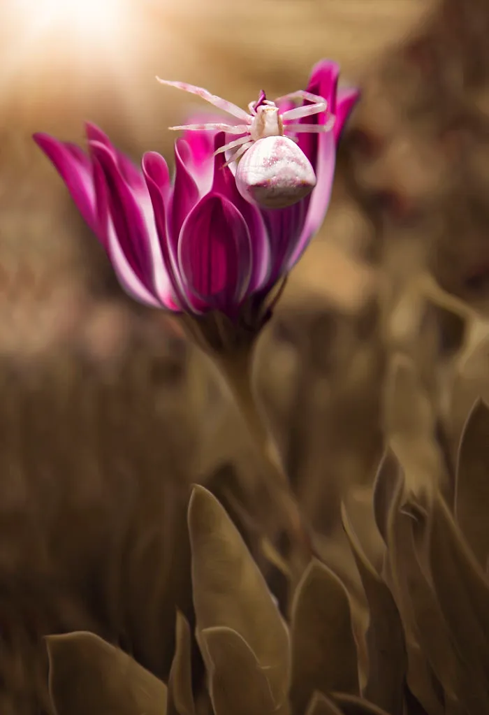 I Do Macro-Photography To Document The Beauty Of Small Things