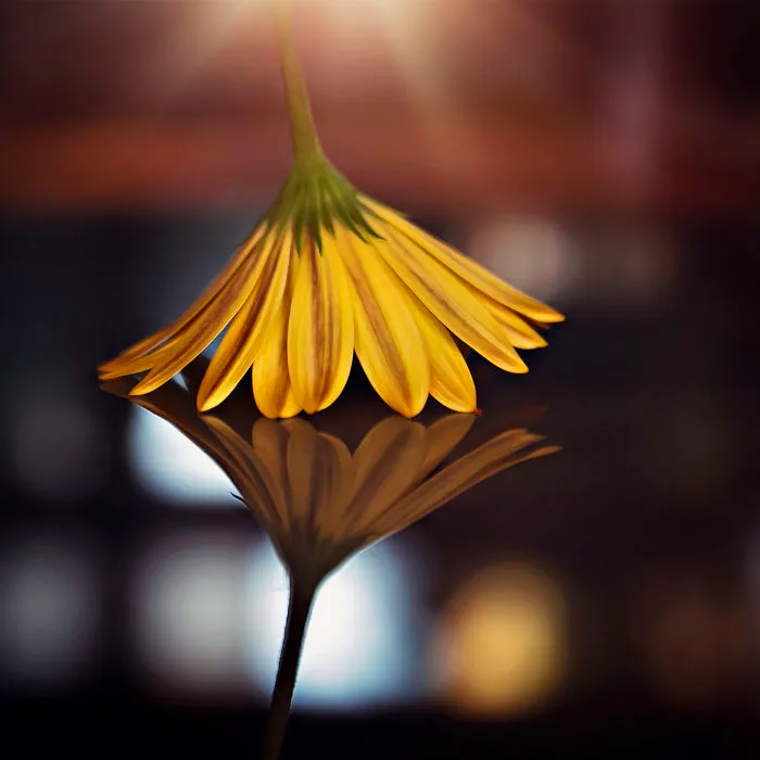 I Do Macro-Photography To Document The Beauty Of Small Things