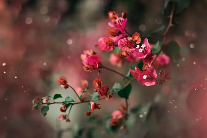 I Do Macro-Photography To Document The Beauty Of Small Things