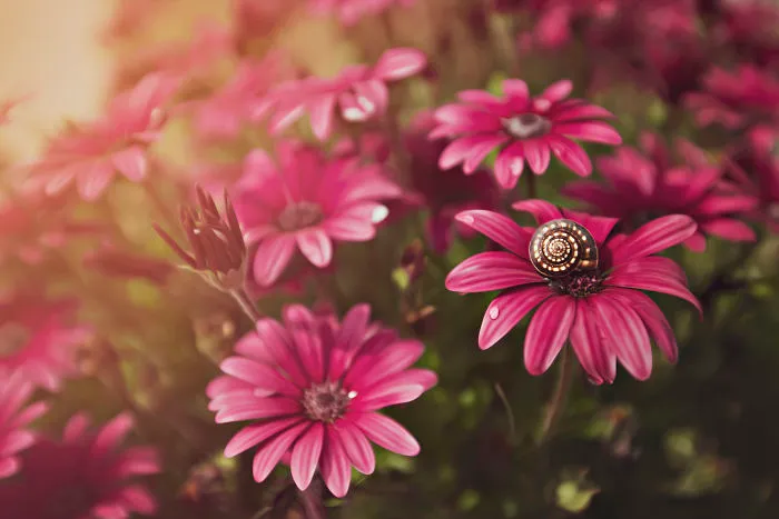 I Do Macro-Photography To Document The Beauty Of Small Things
