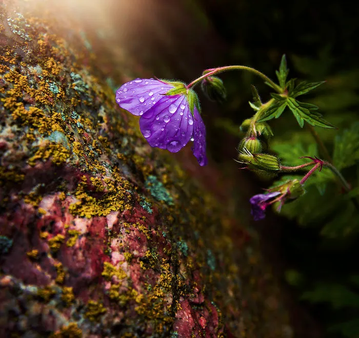 I Do Macro-Photography To Document The Beauty Of Small Things