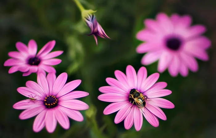 I Do Macro-Photography To Document The Beauty Of Small Things