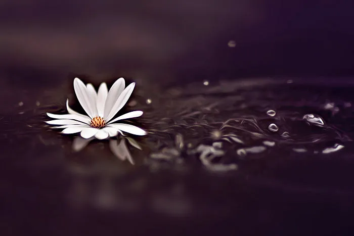 I Do Macro-Photography To Document The Beauty Of Small Things