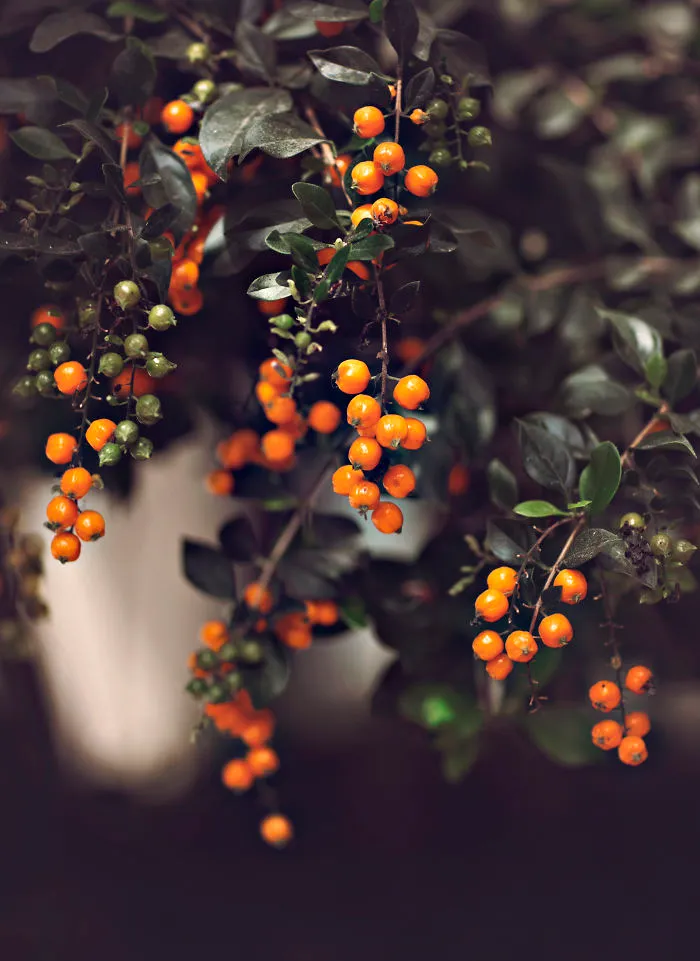 I Do Macro-Photography To Document The Beauty Of Small Things