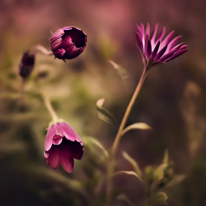 I Document The Beauty Of Small Things