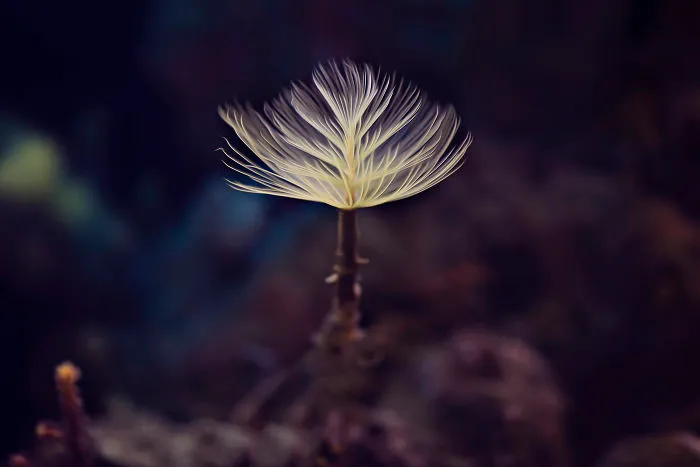 I Do Macro-Photography To Document The Beauty Of Small Things