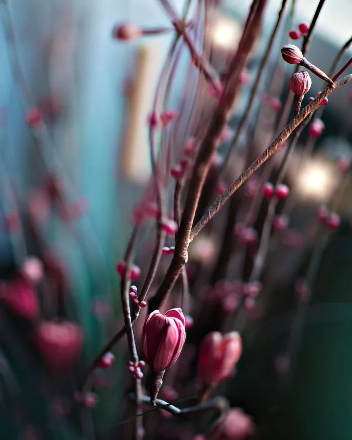 I Do Macro-Photography To Document The Beauty Of Small Things