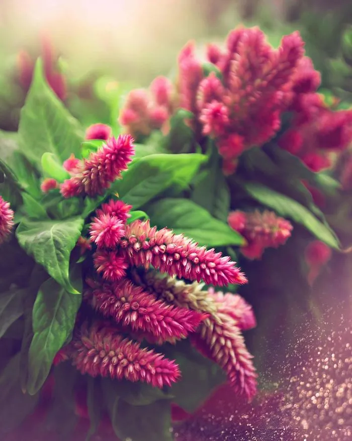 I Do Macro-Photography To Document The Beauty Of Small Things