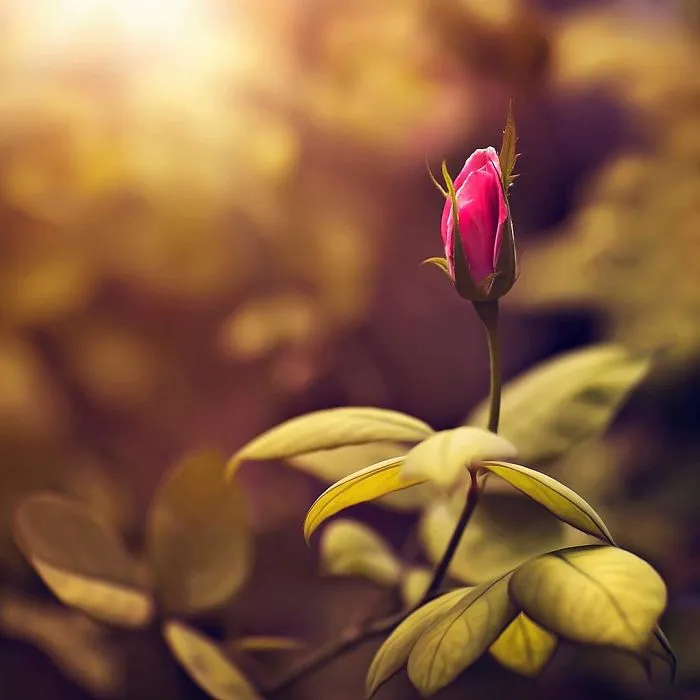 I Do Macro-Photography To Document The Beauty Of Small Things