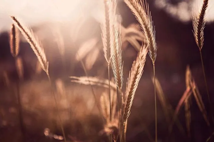 I Do Macro-Photography To Document The Beauty Of Small Things