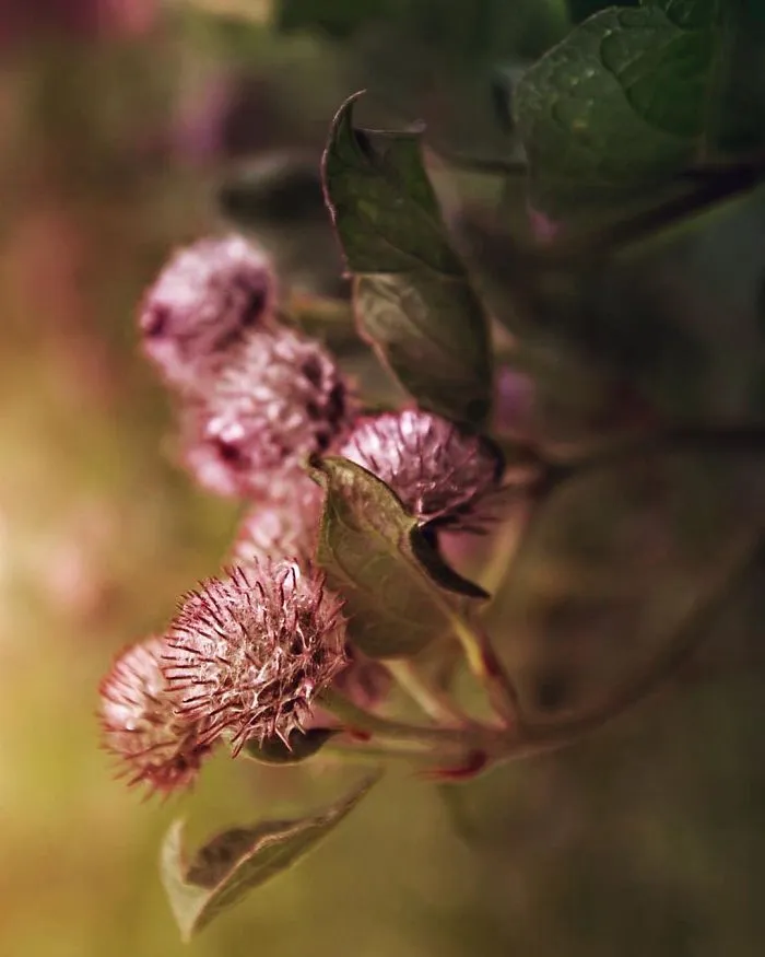 I Do Macro-Photography To Document The Beauty Of Small Things
