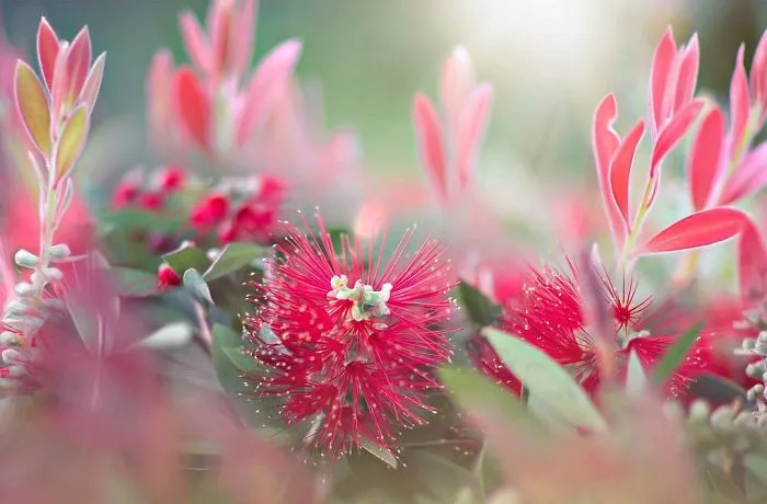 I Do Macro-Photography To Document The Beauty Of Small Things