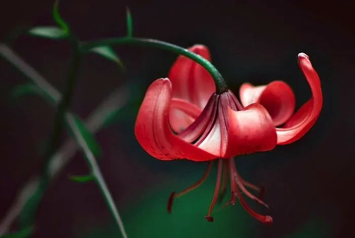 I Do Macro-Photography To Document The Beauty Of Small Things