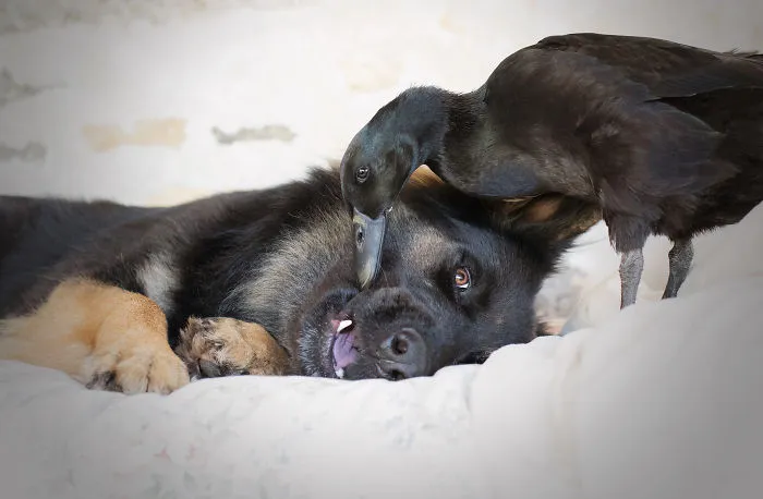 I Capture The Unexpected Friendship Between My Dog And My Duck On Film (25 Pics)