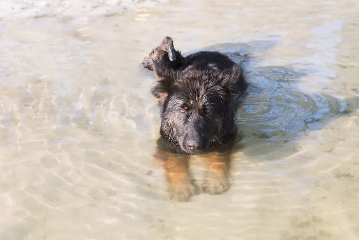 I Capture The Unexpected Friendship Between My Dog And My Duck On Film (25 Pics)