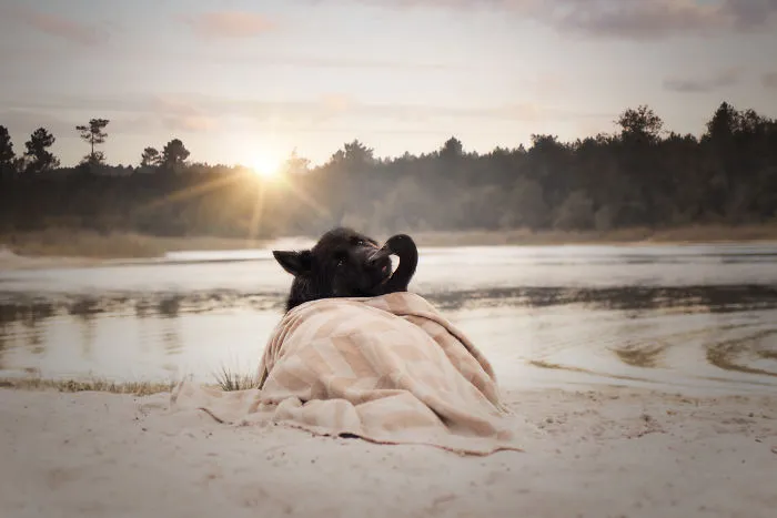 I Capture The Unexpected Friendship Between My Dog And My Duck On Film (25 Pics)