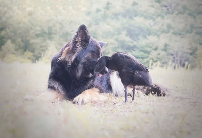 I Capture The Unexpected Friendship Between My Dog And My Duck On Film (25 Pics)
