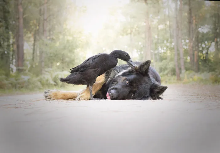 I Capture The Unexpected Friendship Between My Dog And My Duck On Film (25 Pics)