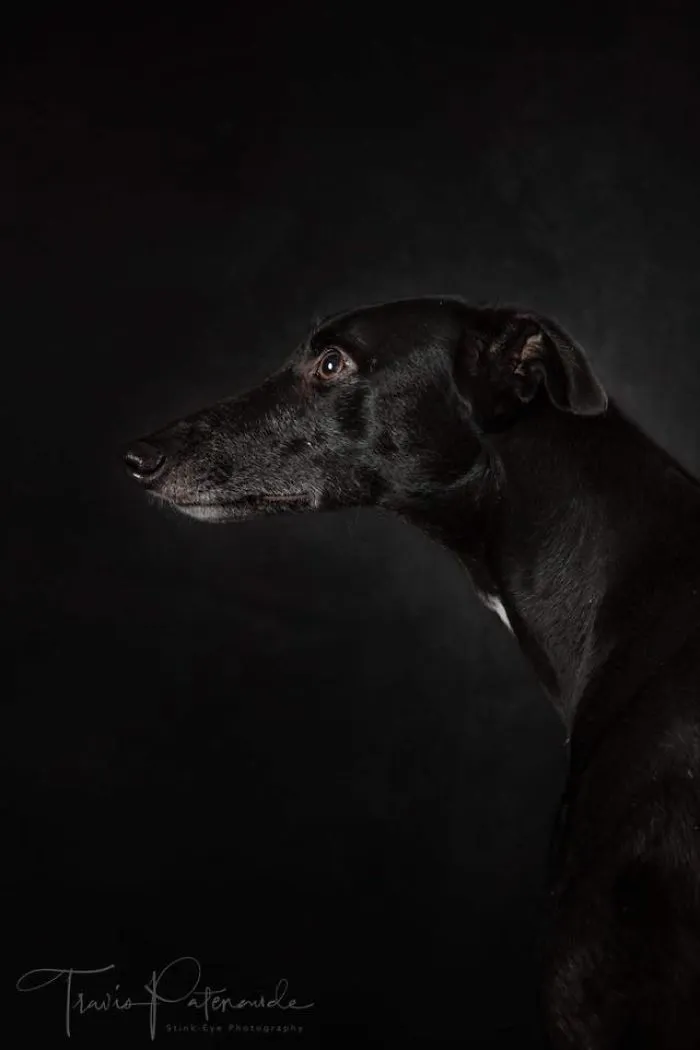 I Photographed Abandoned Hunting Dogs In Spain And I Tell Their Story Through My Photos (35 Pics)