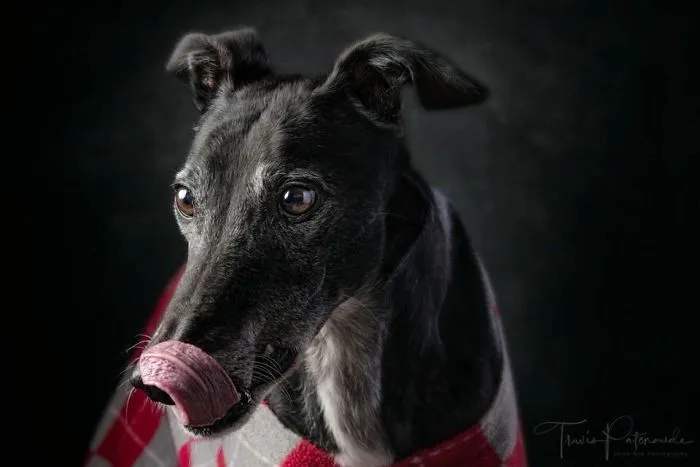 I Photographed Abandoned Hunting Dogs In Spain And I Tell Their Story Through My Photos (35 Pics)