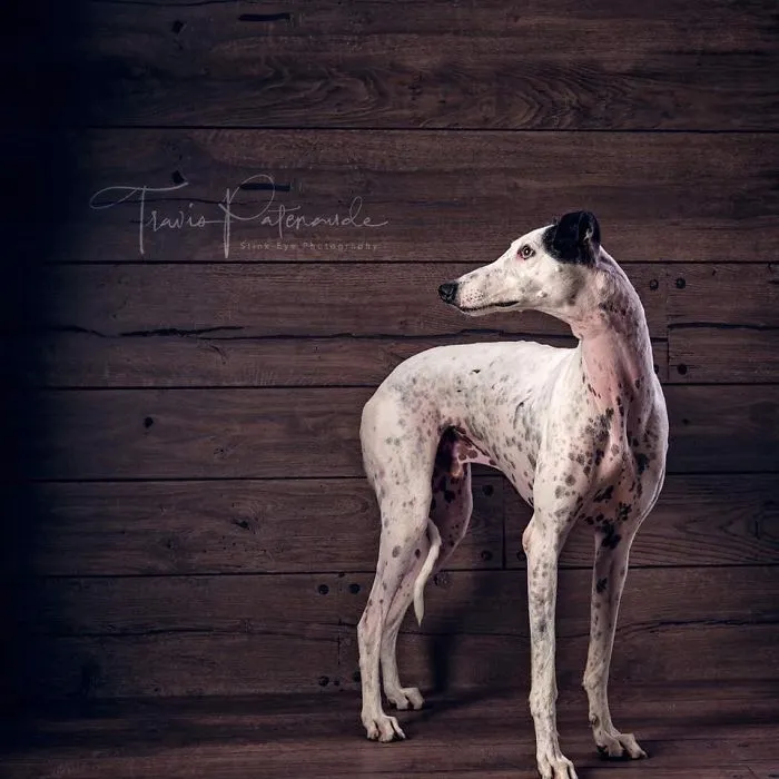 I Photographed Abandoned Hunting Dogs In Spain And I Tell Their Story Through My Photos (35 Pics)