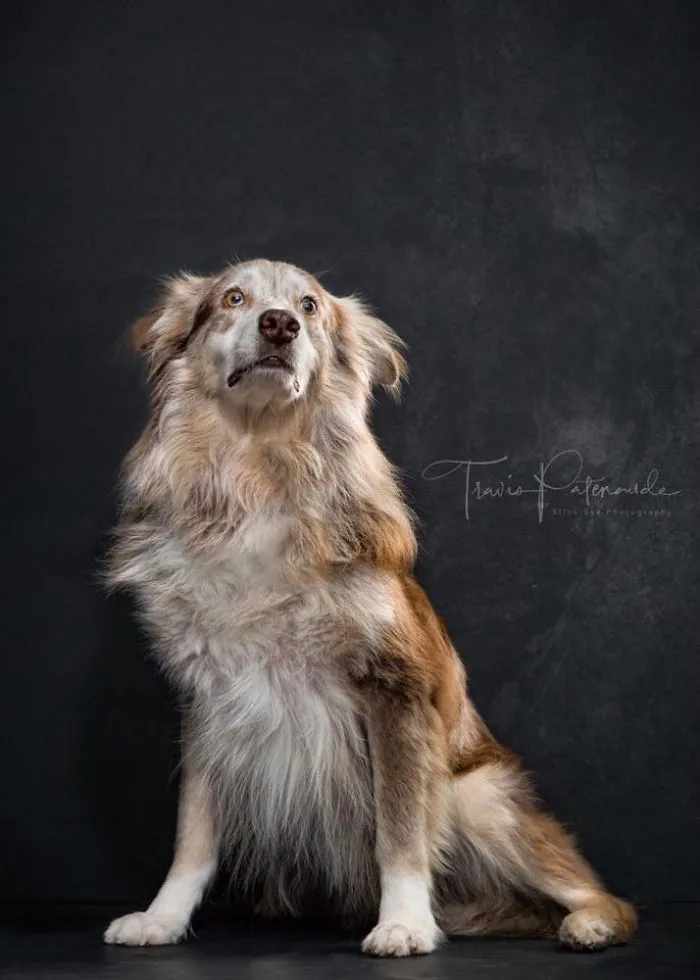 I Photographed Abandoned Hunting Dogs In Spain And I Tell Their Story Through My Photos (35 Pics)