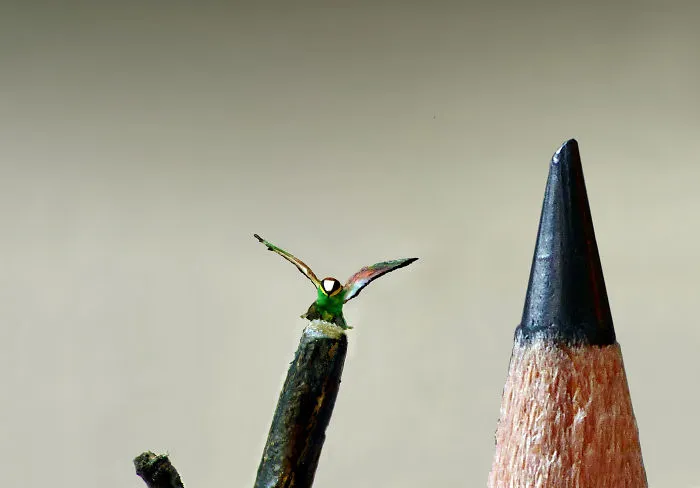 Micro Merops