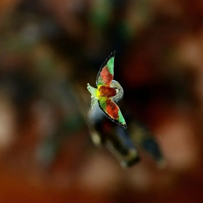 Guepier Flying