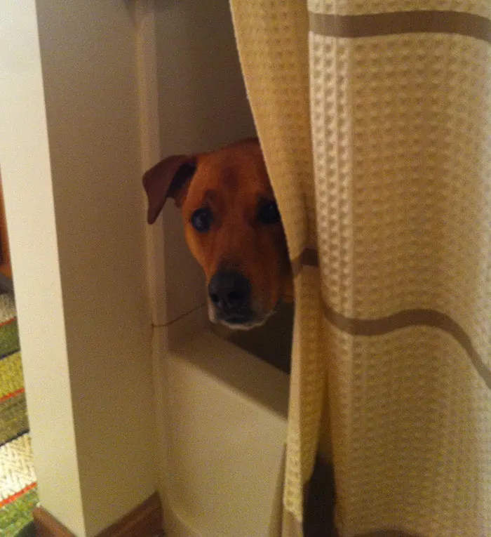 People Share 68 Hilarious Habits Their Pets Have And They're Too Good