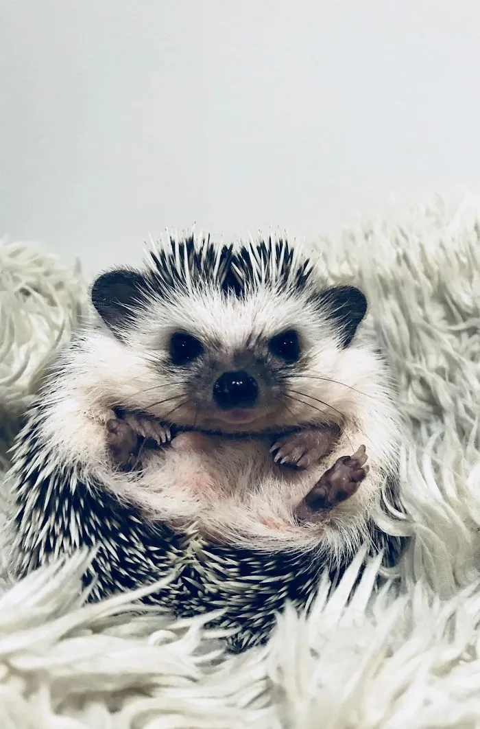 What Are You Waiting For, Human? Are You Gonna Rub My Belly Or What?