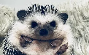 When We Picked Up Our Hedgehog We Thought He Hated Us, But Now He Won't Stop Smiling