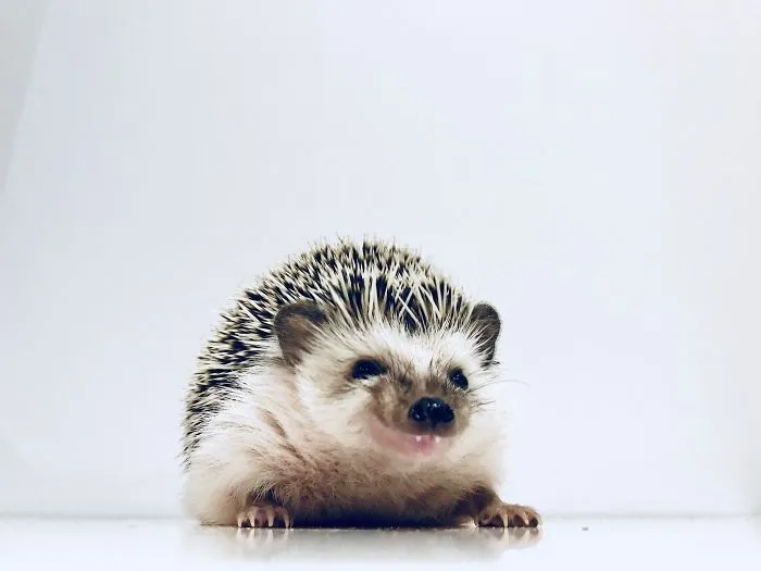 Little Master Of Pulling Funny Faces