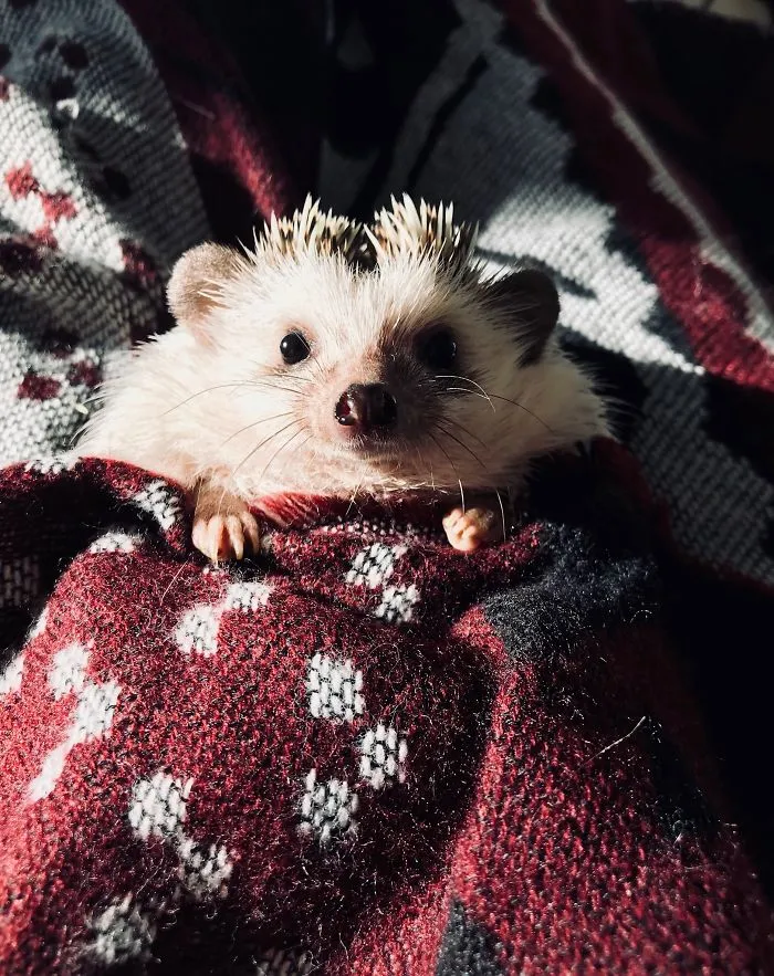 Good Night Little One