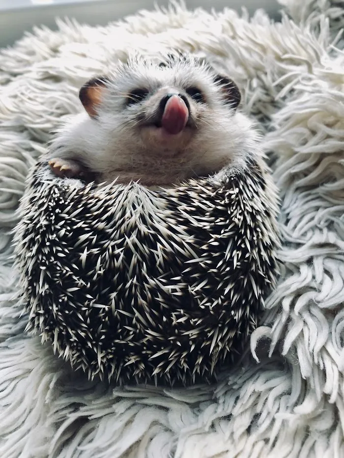 I Told You I Could Touch My Nose With My Tongue. Now... Your Turn!