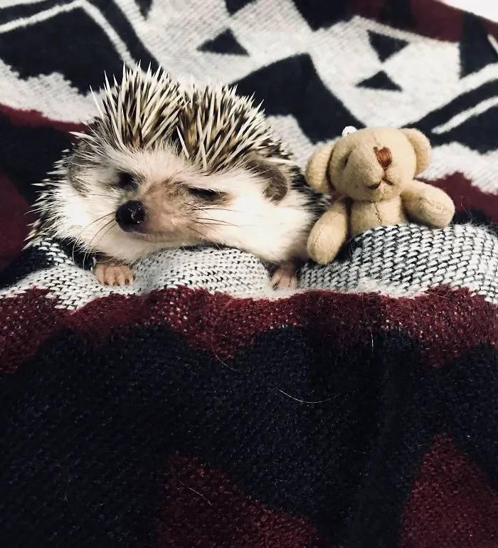 Hey Human, Turn Off The Light! I Want To Sleep