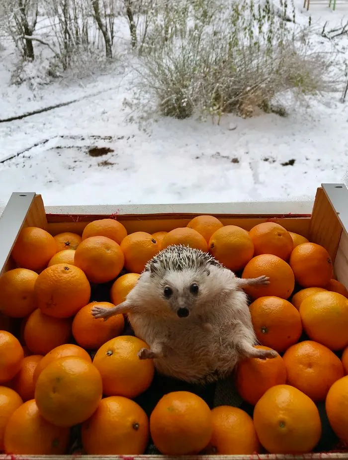 Just Look, Don’t Touch! They Are All Mine!
