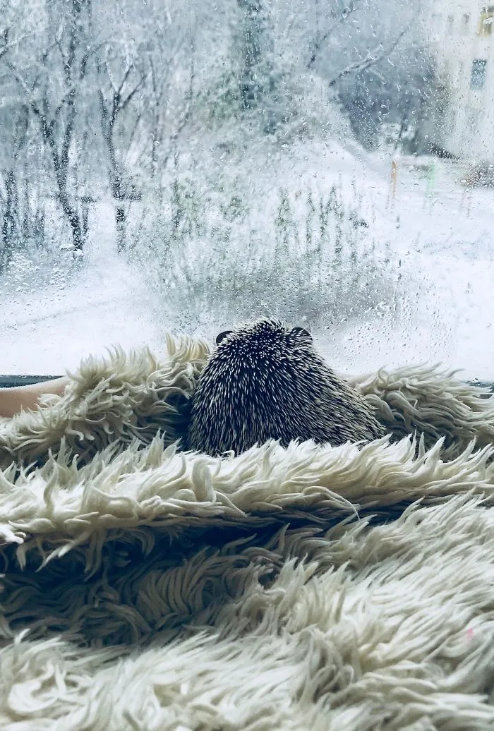 I Like To Spend Time Sitting On A Window Ledge, Watching The World Outside